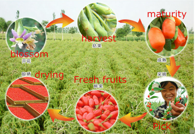 Low pesticide residue wolfberry/goji berries