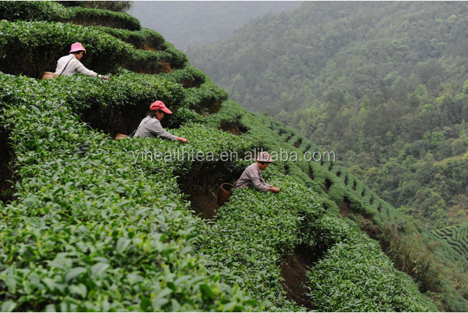 No additive good effect easy slim fit tea