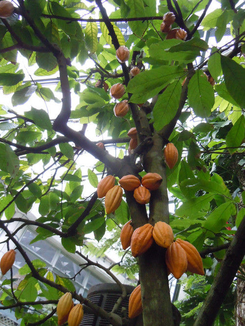 factory in store cocoa extract theobromine 10% 20% cocoa alkaloid
