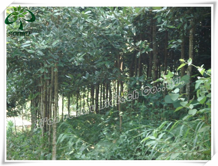 High Quality Cinnamon bark extract/cinnamaldehyde/eugenol