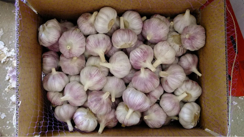 2014 New Price of Garlic in China
