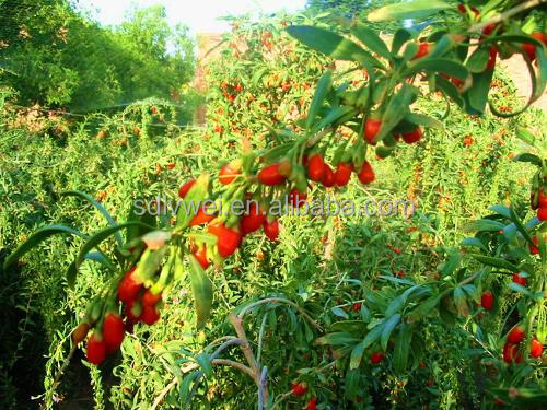 Wolfberry juice concentrate