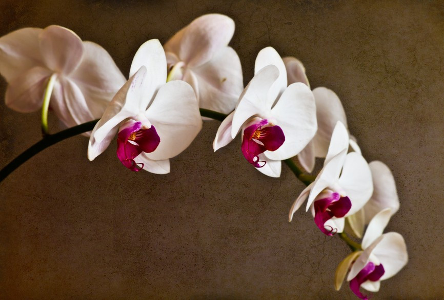 Phalaenopsis 100%