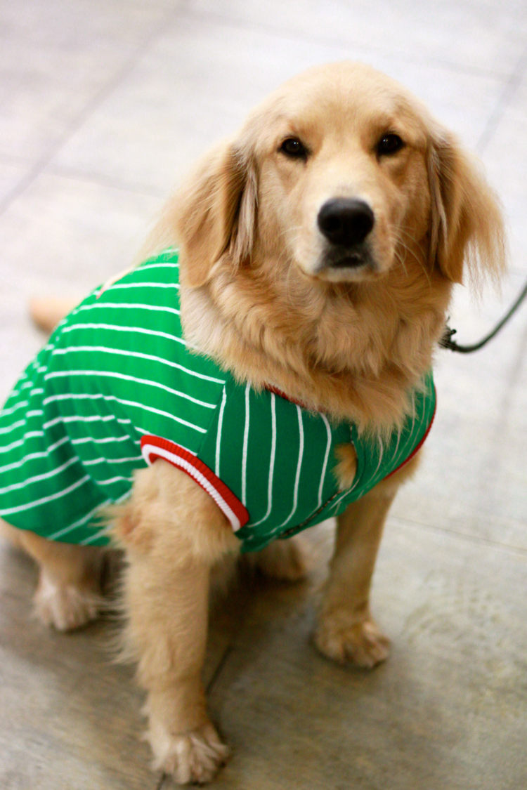 大型犬のペット2014年ゴールデンレトリバーのための布の布問屋・仕入れ・卸・卸売り