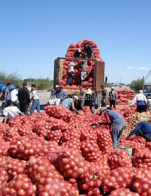 2014 FRESH YELLOW ONIONS FOR DUBAI