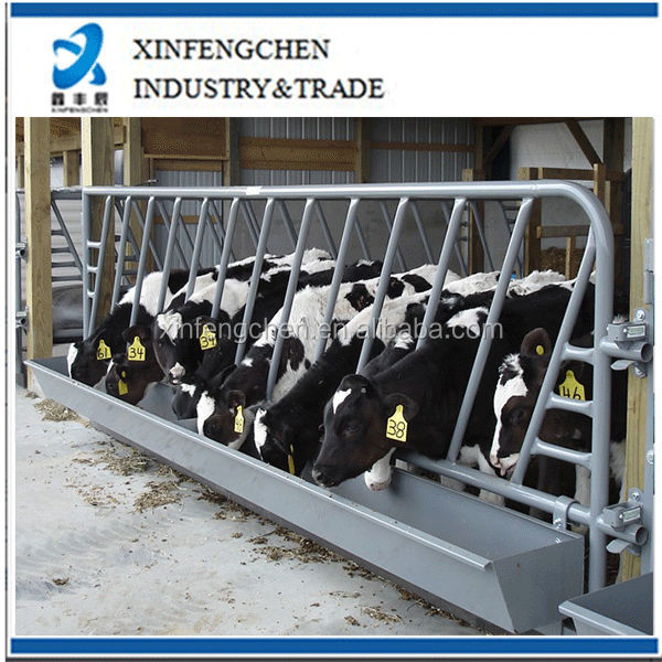 cattle