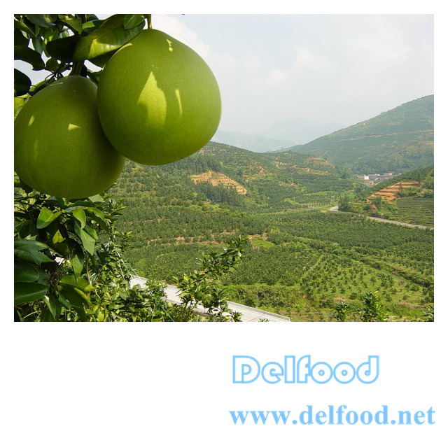 excellent pomelo grapefruit for export