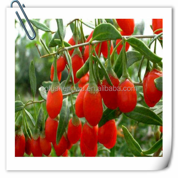 goji berry extract/100% natural wolfberry extract/goji fruit extract