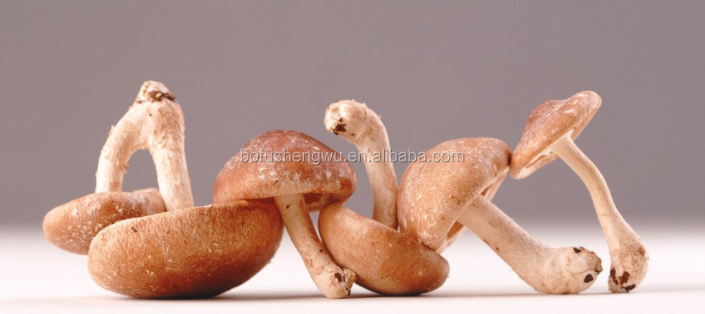 Shiitake Mushroom Extract (Lentinus edodes extract)