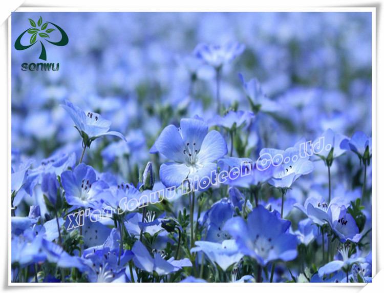 Organic extracting flax seed oil / flaxseed oil / capsules