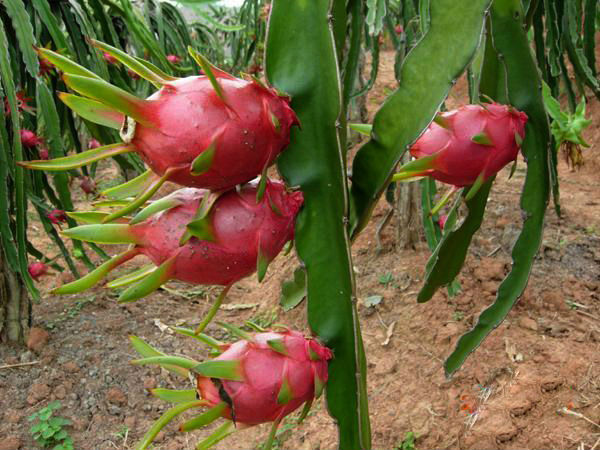 De alta qualidade orgânica da herança fruta do dragão sementes de árvores Cactus Pitaya Pitahaya sementes White Red Hylocereus Undatus para venda