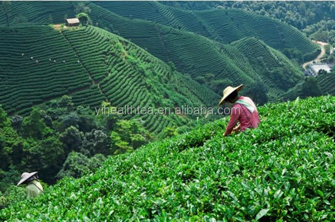 Strong Design Support Bagged Tea Sachet Tea