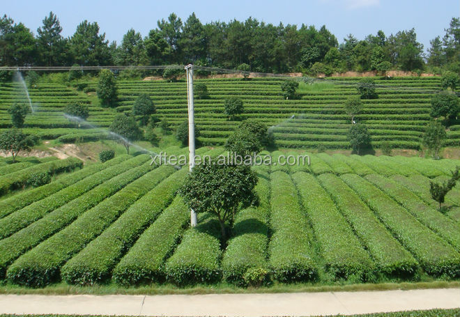 wu long tea