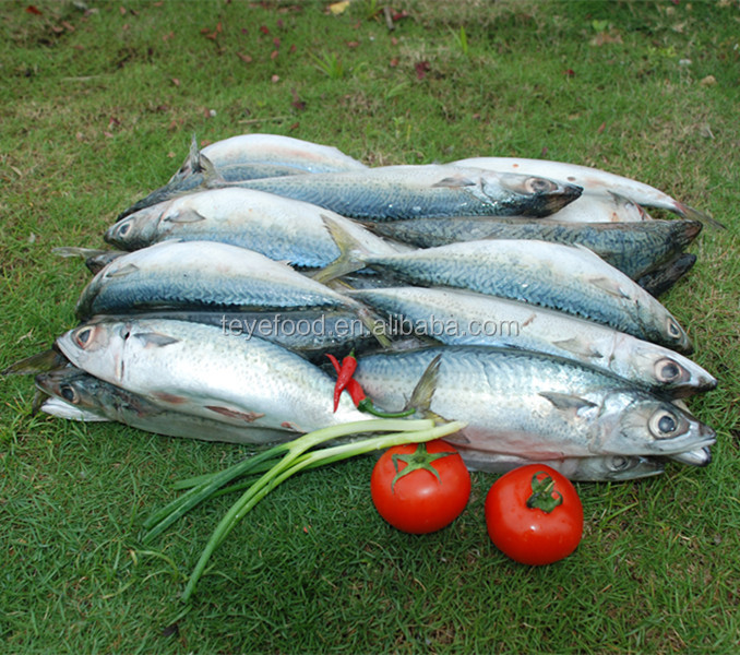 2014 Canned Mackerel in Tomato Sauce from China