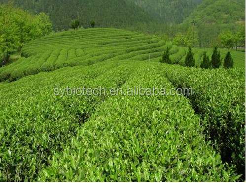 Instant green tea extract powder , Pure natural Green Tea Extract 10%-95% polyphenol powder