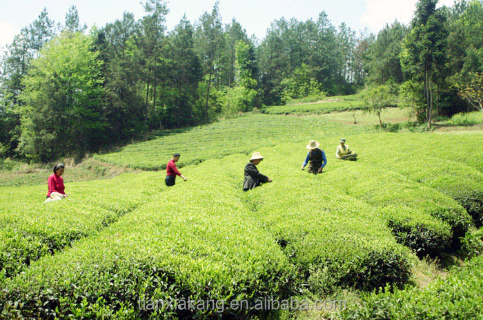 Green Tea Extract catechins EAFree Catechins 30%-80% powder ,Cianidanol