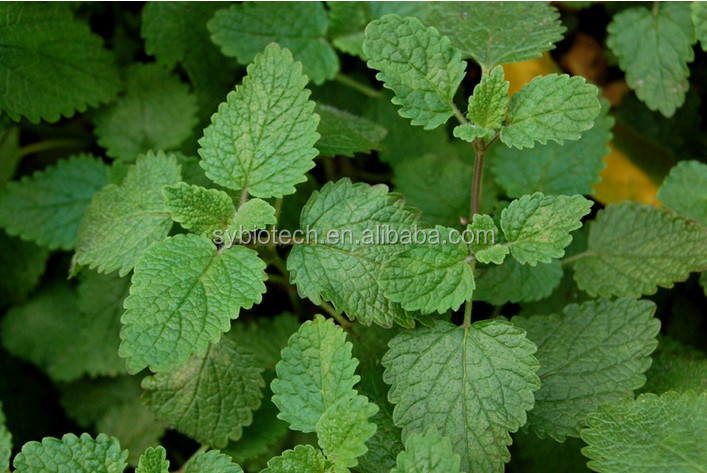 lemon balm tea , Top Quality 5% Rosmarinic acid Lemon Balm Extract improve sleep