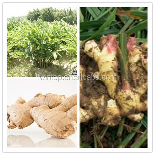 China air-dry ginger wholesale