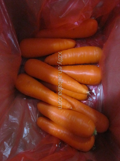 2014 fresh carrot with good quality