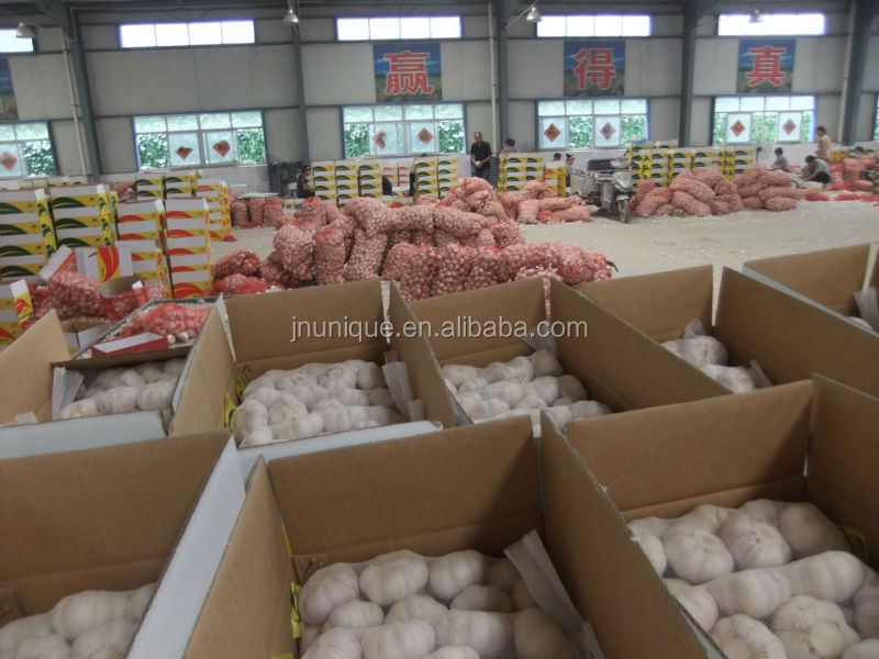 Chinese fresh natural garlic distributors for 2014,China UNIQUE price supplier 21food