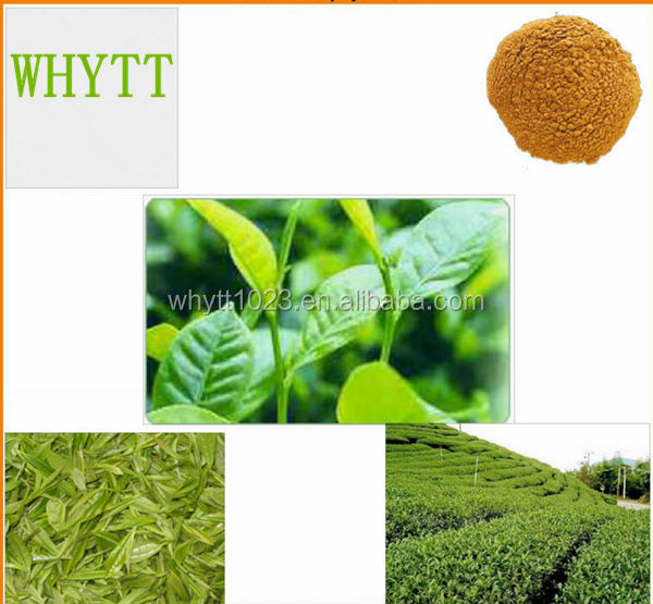 Green tea extract powder tea polyphenols