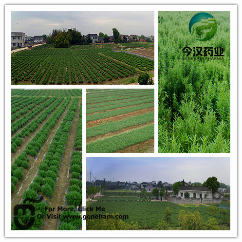 Rosemary Extract Ursolic Acid