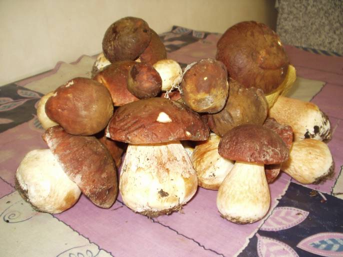 canned porcini mushroom,China DASHANHE price supplier 21food