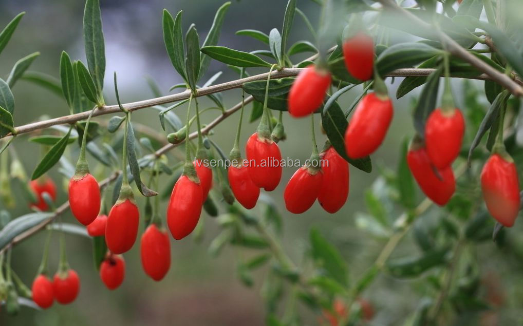 Treating oxygen deficit and Regulating organism immunity active goji berries extract polysaccharide