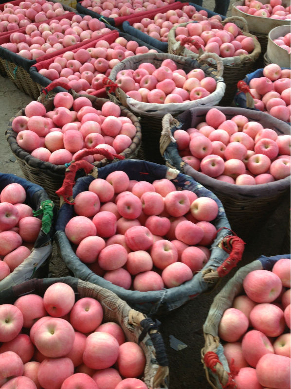 Fuji Apple,fresh fruits,fresh produce fuji apple exporter yantai fuji