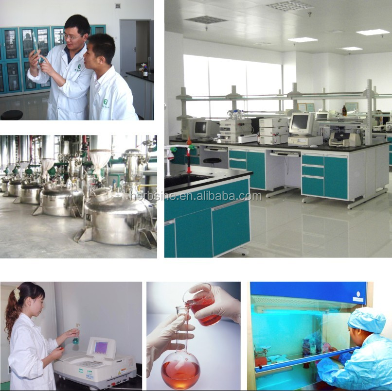 green tea powder extract