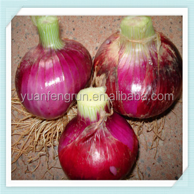 2014 crop fresh red onion high quality and good price