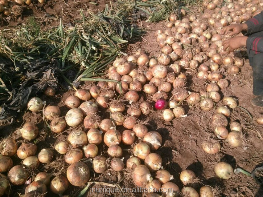 Fresh red Onion - Best price With High quality