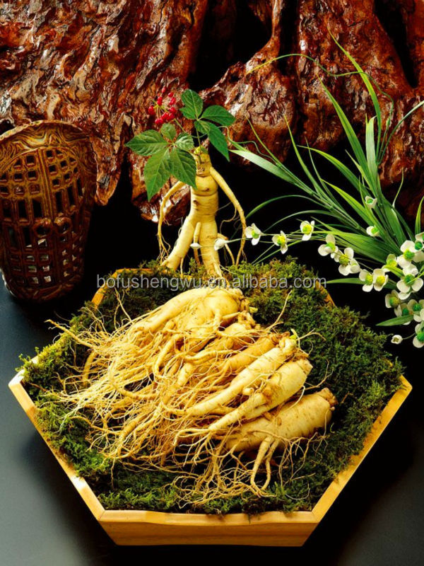 Pure ginseng extract/bulk ginseng extract