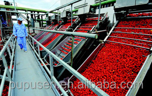 Packing In Drum In Canned Tomato paste