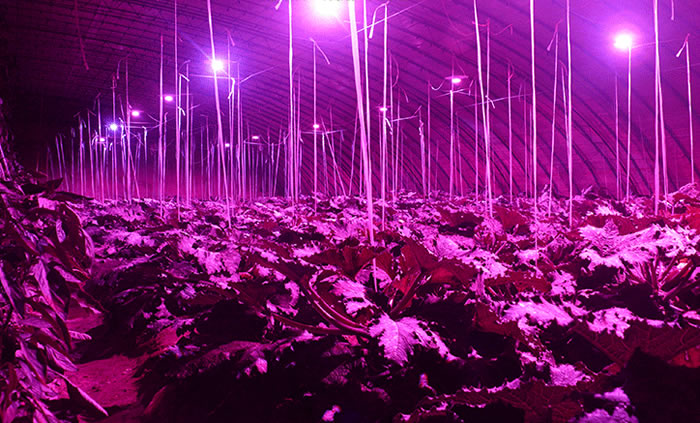 中国高効率植物の光を導いた完全なスペクトル400wled植物の成長のためにライトを育てる仕入れ・メーカー・工場
