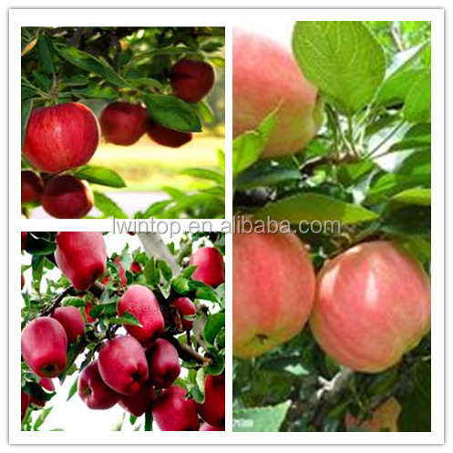 Newest delicous red fresh apple/crisp sweet apple