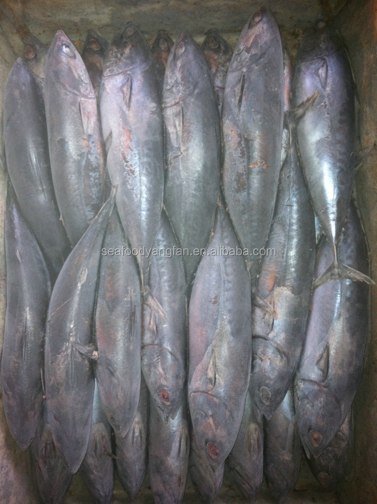 500-750g whole round sea frozen Auxis thazard fish bullet bonito