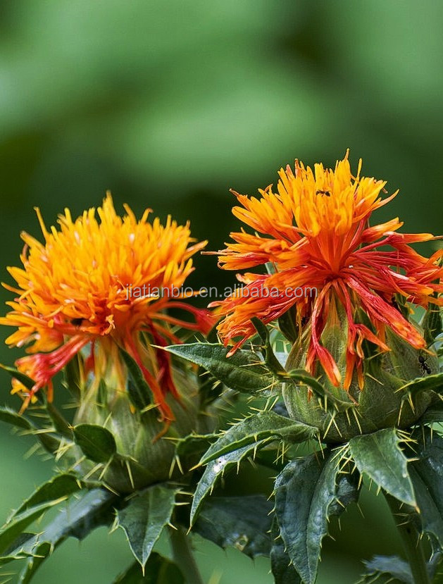 Saffron Extract