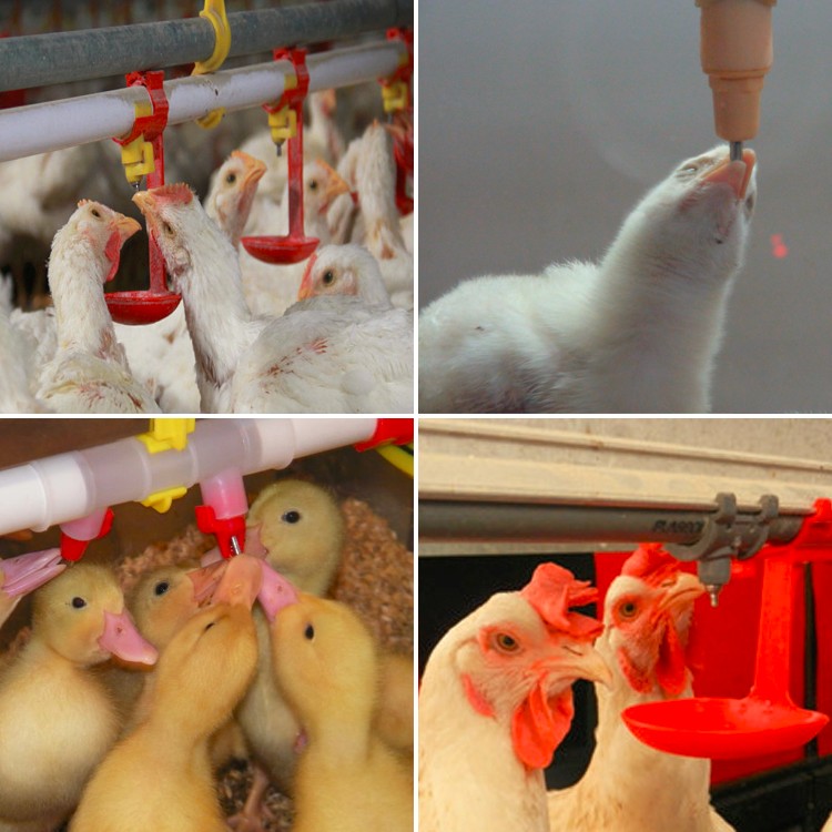 in favor of vaccination of chickens nipple drinker