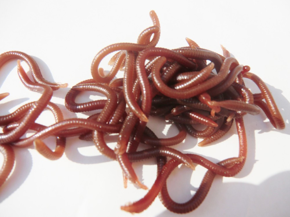 500pcs Soft Red Earthworm Fishing Bait Worm Lures Crankbaits Hooks