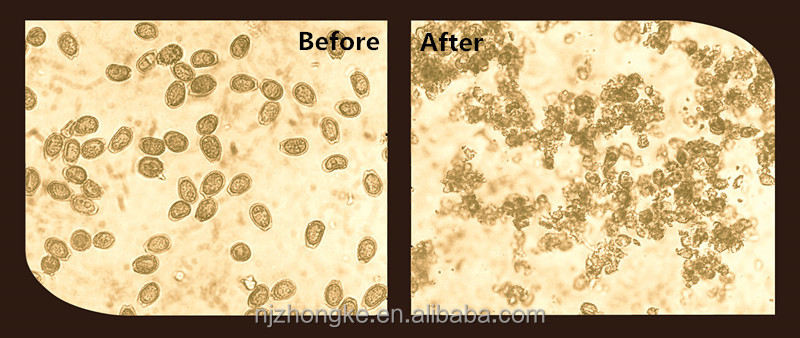 Ganoderma Lucidum Shell-broken Spore Oil Supplement