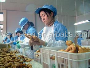 2014 High Quality New Crop Fresh ginger export For UK,CANADA,USA and EU Market 1kg fresh ginger pric