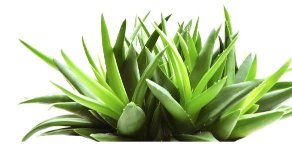M-Houssy Green Tea aloe tea instant tea drink
