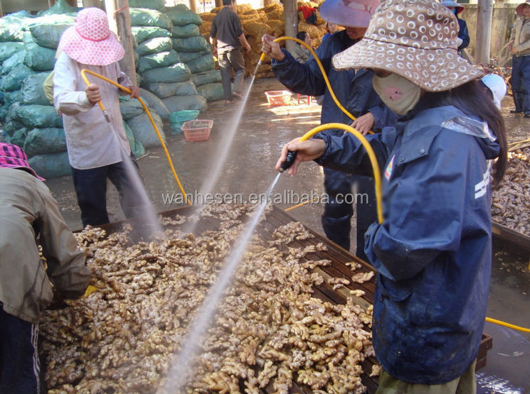 air dry ginger - fresh ginger market in China