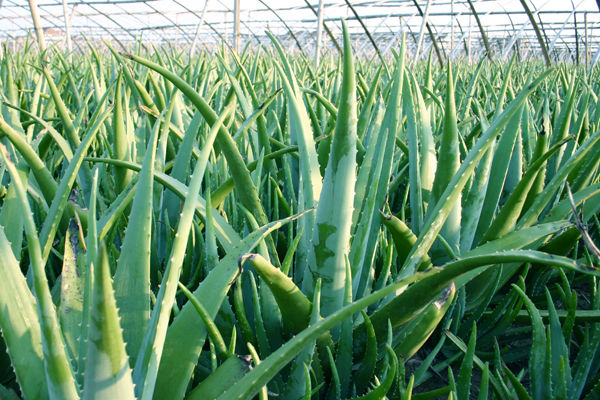 Aloe Vera Extract / Aloe Extract Barbalion