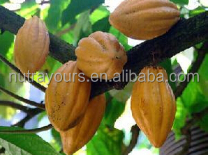 FDA certificated cocoa beans extract powder from factory