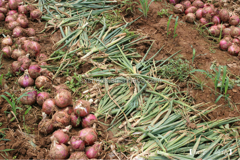 2014 fresh red onions for sale(H)
