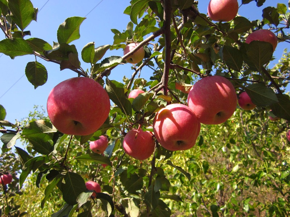 apple07.jpg