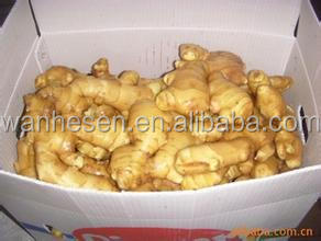 factory fresh ginger, quality fresh ginger, half dry ginger -air dry ginger