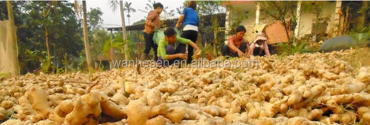 2014 High Quality New Crop Fresh Ginger For UK,CANADA,USA and EU Market